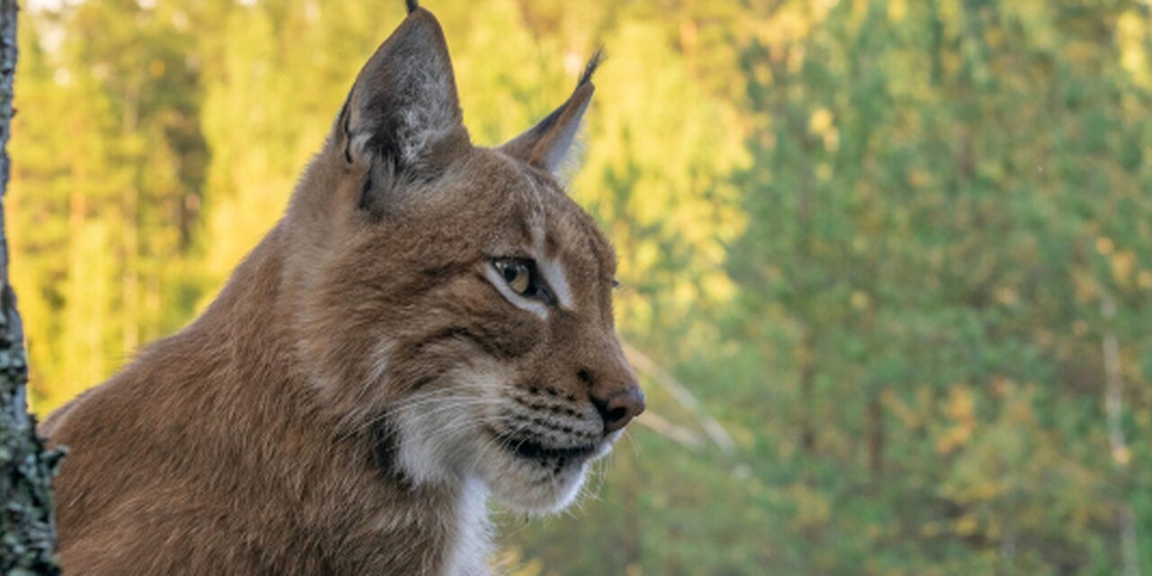 Capturing Lynx Cats in Conservation. Panasonic Connect